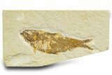 Detailed Fossil Fish (Knightia) - Wyoming #329555-1